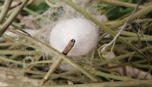 İpek Proteinleri Mikroplastik Kirliliğine Çözüm Olabilir